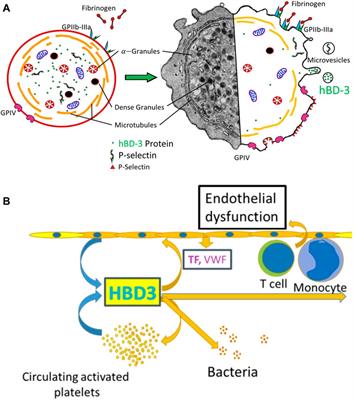 Human β-Defensin-3 is Associated With Platelet-Derived Extracellular Vesicles and is a Potential Contributor to Endothelial Dysfunction